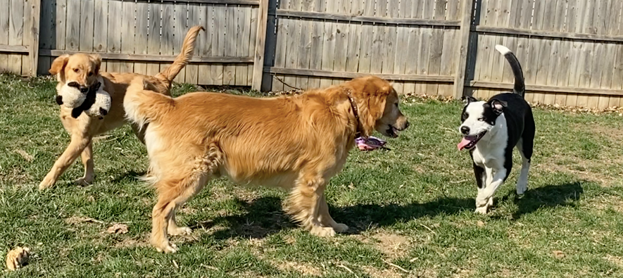 Toxic Foods and Drinks to Avoid