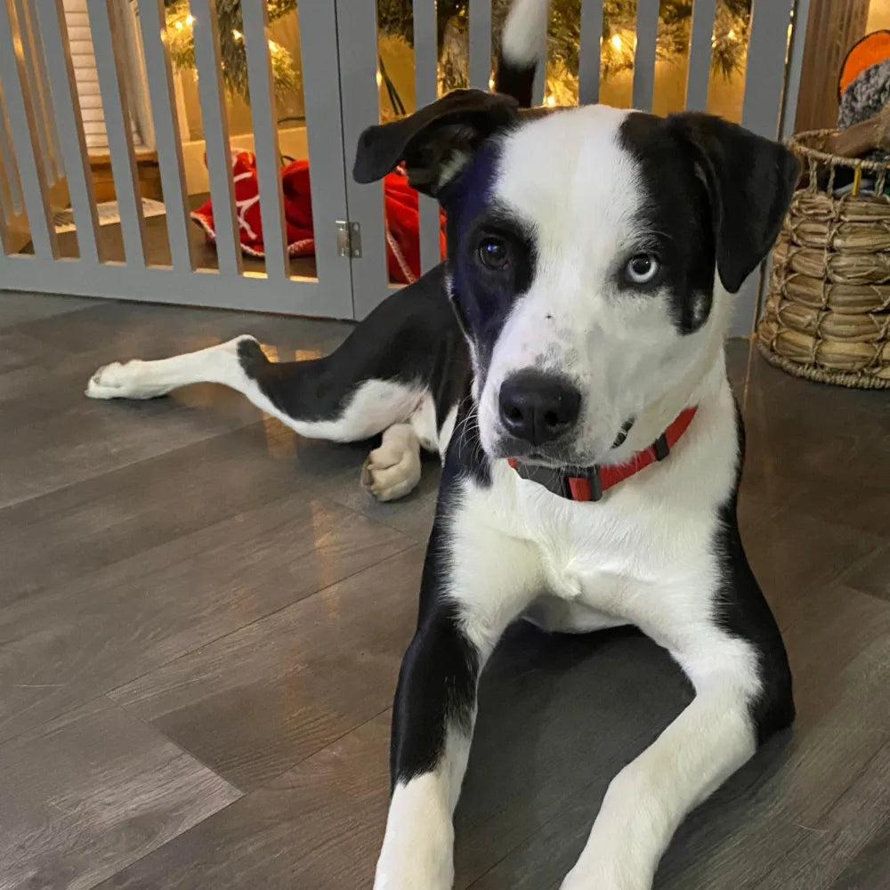 Black and white dog with a red collar sitting on a wooden floor.