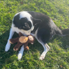 Hairy Barry the Dog lying on grass with a big plush monkey dog toy