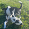 Hairy Barry dog toy photo with a Black and white dog playing with a panda plush dog toy on grass
