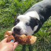 Hairy Barry lil monkey dog toy and a Dog playing with the plush toy outdoors on grass. 