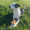 Dog sitting on grass holding a Hairy Barry dog toy teddy bear