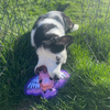 Hairy Barry the Dog playing with a when pigs fly-shaped dog toy on grass