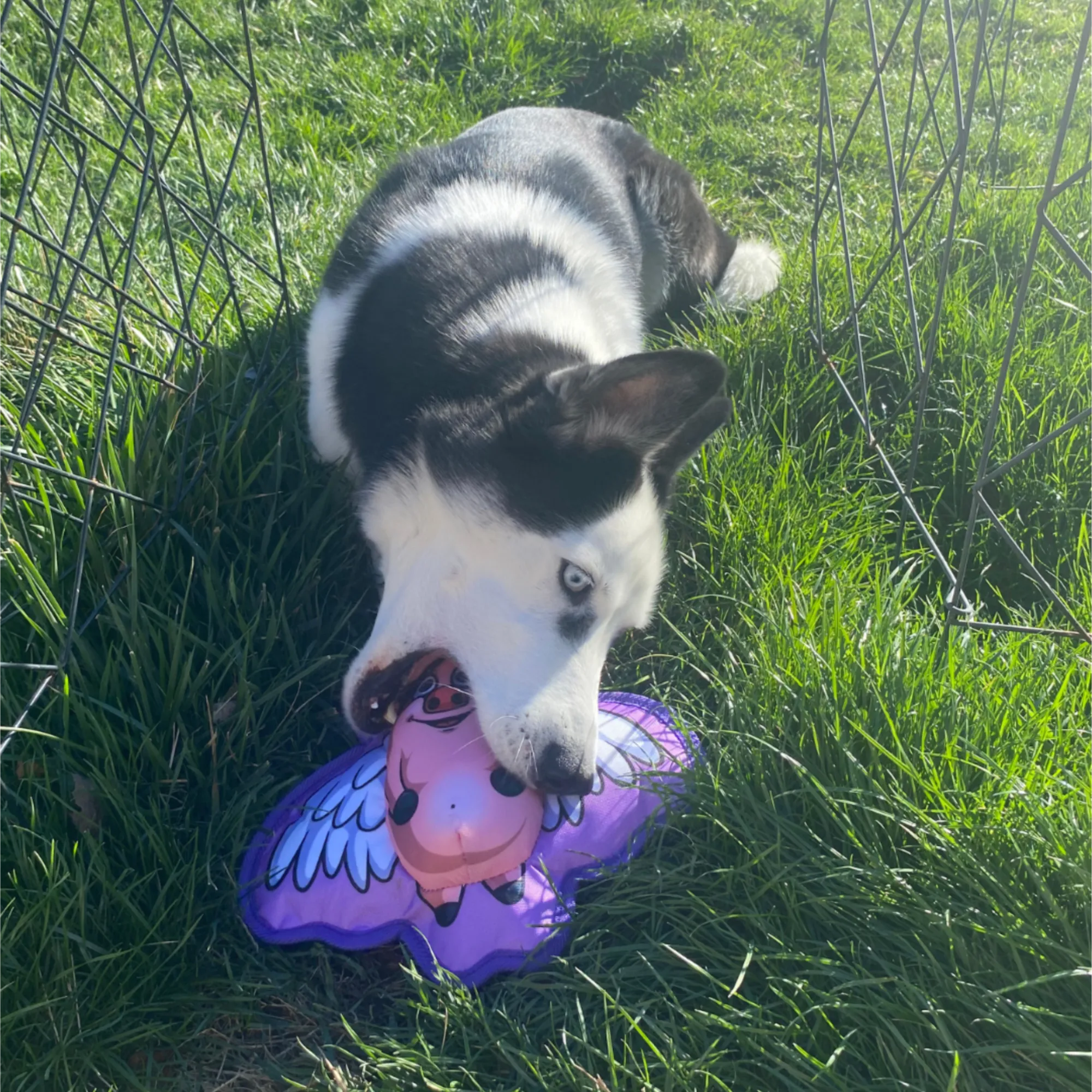 Hairy Barry the Dog playing with a when pigs fly-shaped dog toy on grass