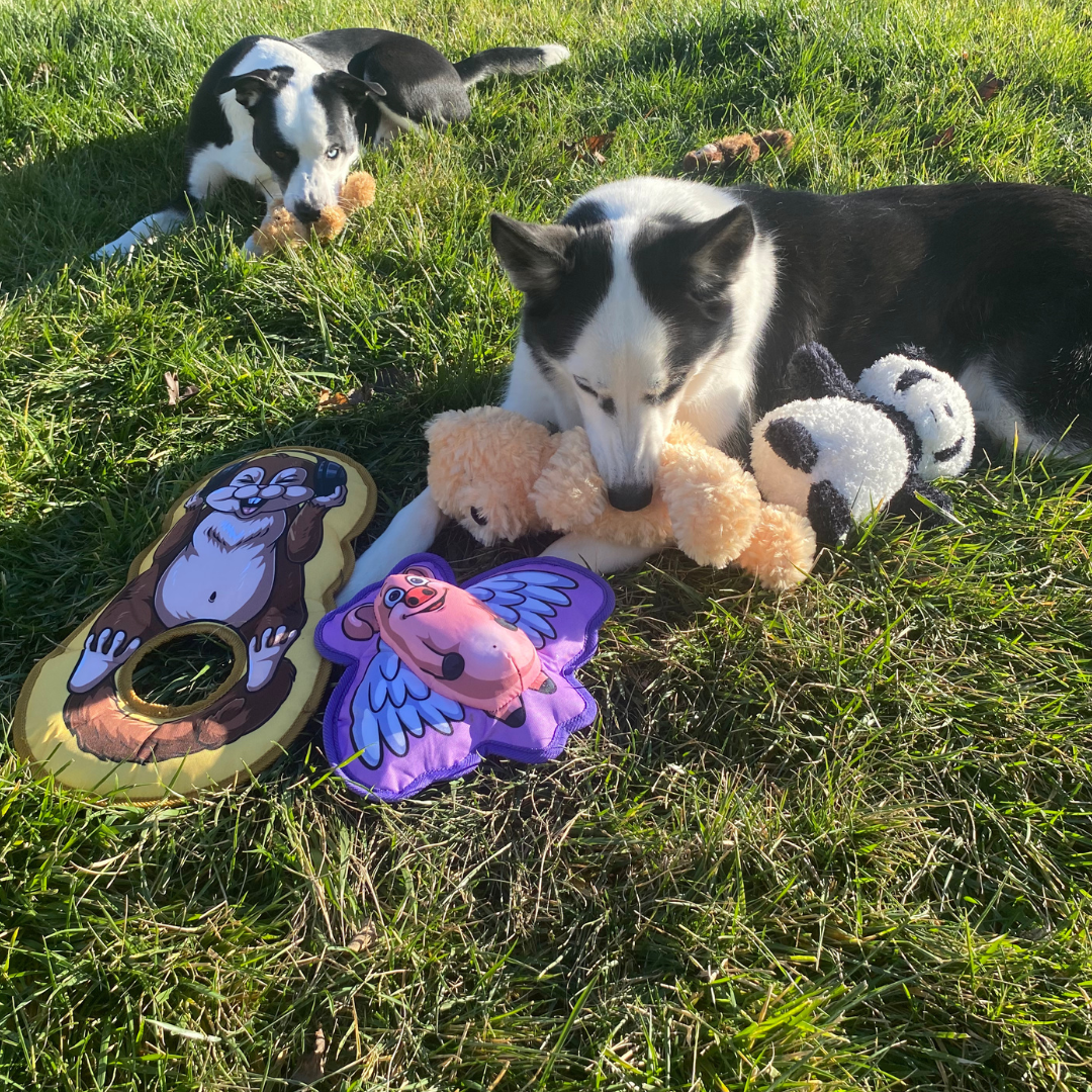 Dog playing with Hairy Barry dog toys on grass