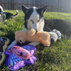 Hairy Barry the Dog playing with a teddy bear and flying pig-shaped dog toy on grass