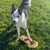 Hairy Barry the Dog playing with a squeakin squirrel dog toy on grass