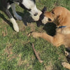 Dogs playing with Hairy Barry dog toys. 