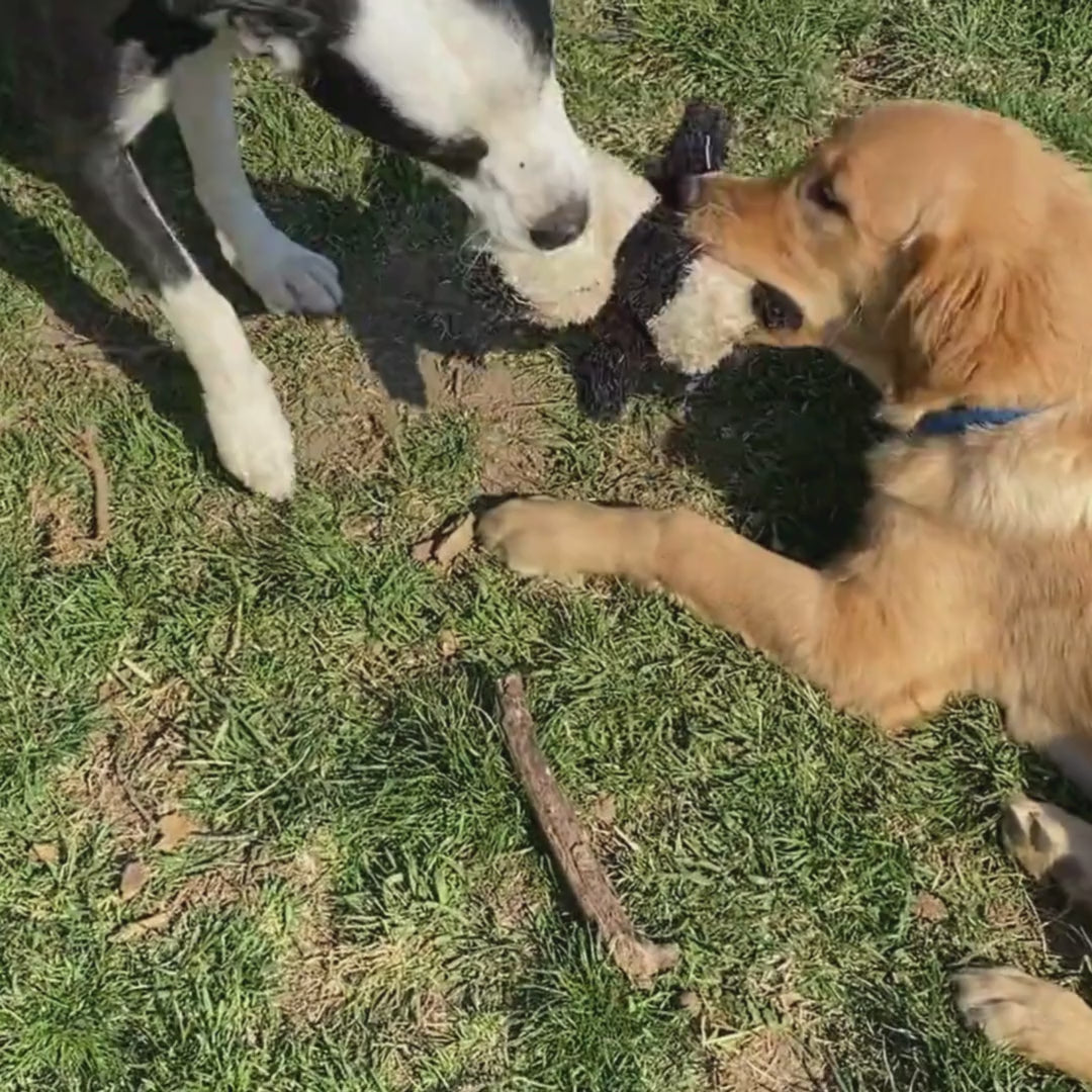 Dogs playing with Hairy Barry dog toys. 