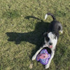 Hairy Barry dogs toys video 