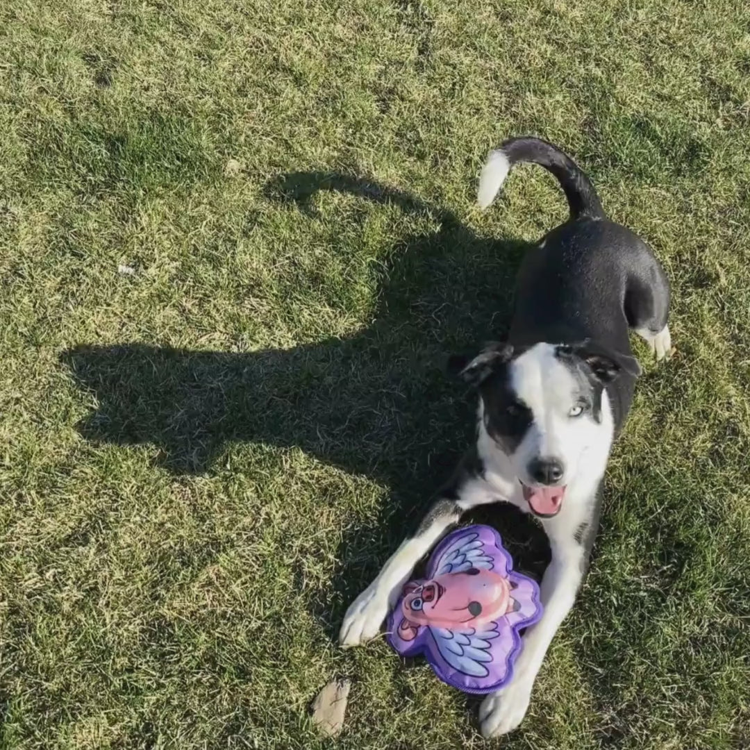 Hairy Barry dogs toys video 